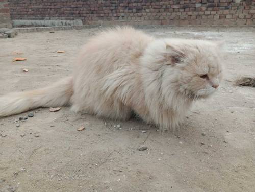 Male Cat For Sale