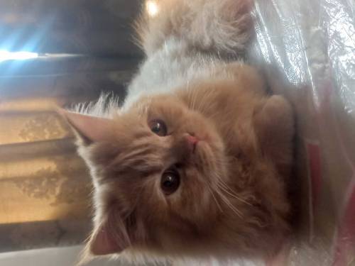 Pure persian golden kittens pair