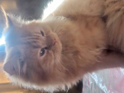 Pure persian golden kittens pair