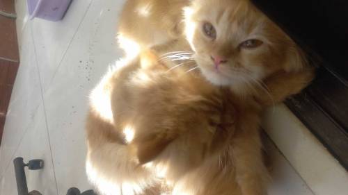 Pure persian golden kittens pair