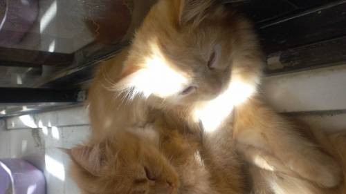 Pure persian golden kittens pair