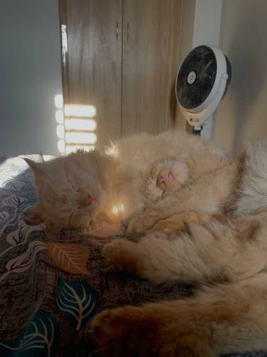Pure persian golden kittens pair