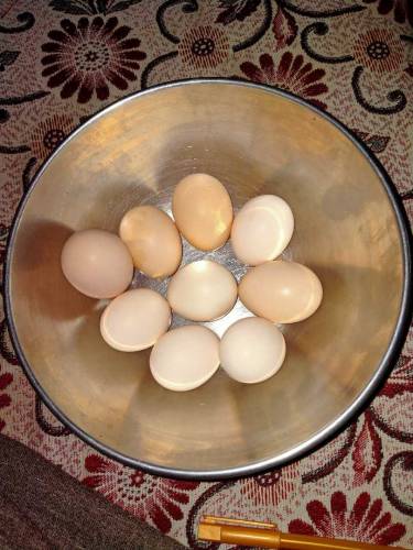 Ayam Cemani fertile eggs 