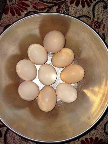Ayam Cemani fertile eggs 