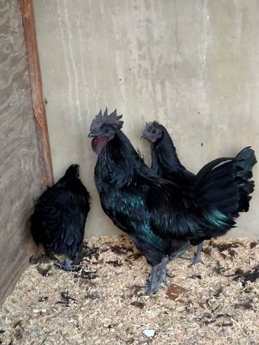 Ayam Cemani fertile eggs 
