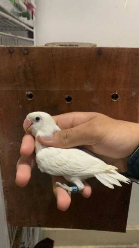 lovebird albino..lotino..albino red eye breeder pair all setup for sel