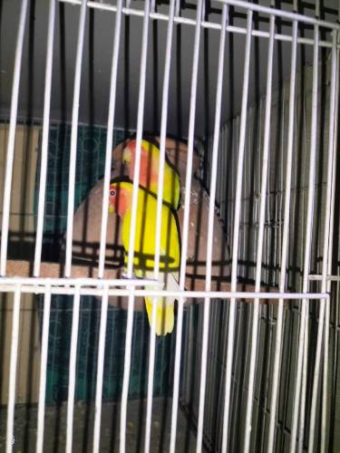 lovebird albino..lotino..albino red eye breeder pair all setup for sel