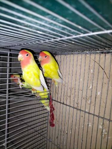 lovebird albino..lotino..albino red eye breeder pair all setup for sel