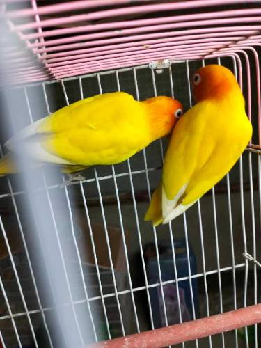 lovebird albino..lotino..albino red eye breeder pair all setup for sel
