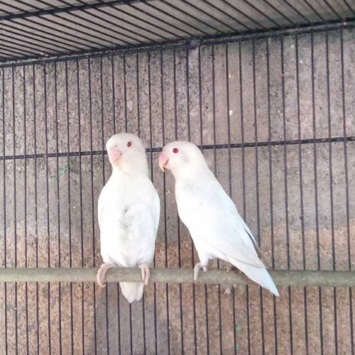 lovebird albino..lotino..albino red eye breeder pair all setup for sel