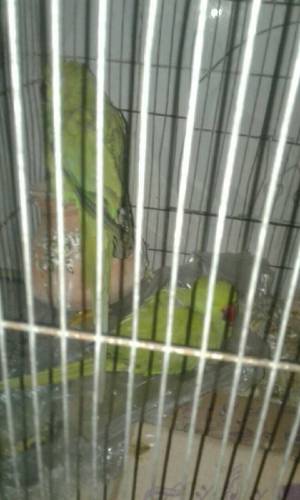 young green parrot pair 