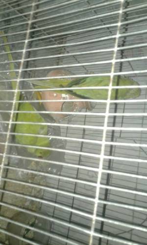 young green parrot pair 