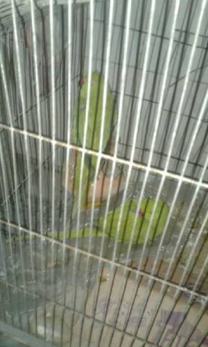 young green parrot pair 