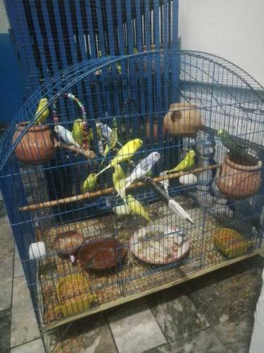 Australian parrot 