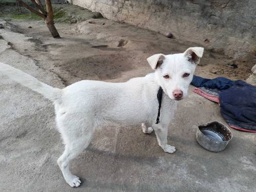 want to sell the dog 