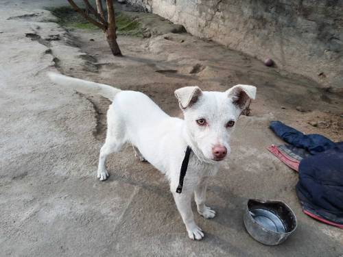 want to sell the dog 