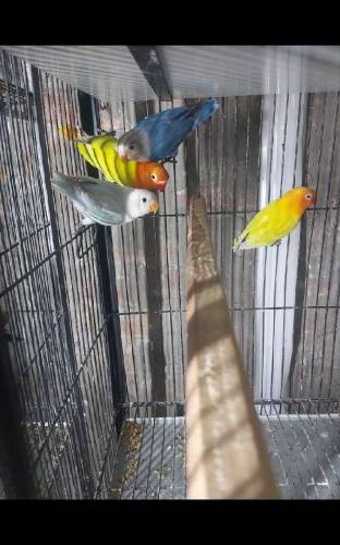 all love birds 
