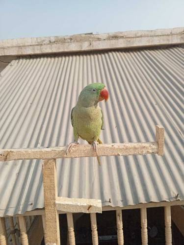 Kashmiri raw talking male available for sale Whatsapp number 031258942