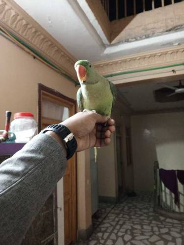 Kashmiri raw talking male available for sale Whatsapp number 031258942