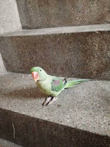 Kashmiri raw talking male available for sale Whatsapp number 031258942
