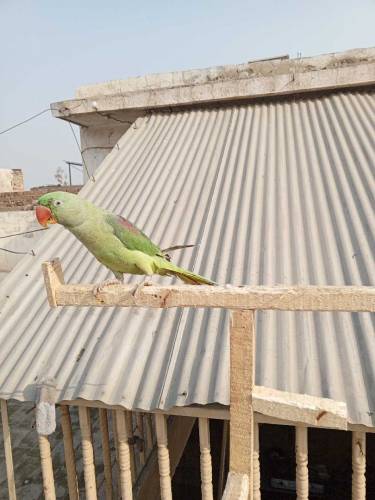 Kashmiri raw talking male available for sale Whatsapp number 031258942
