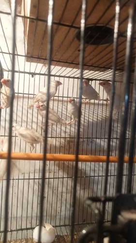 Opal & Albino Java Red eyes