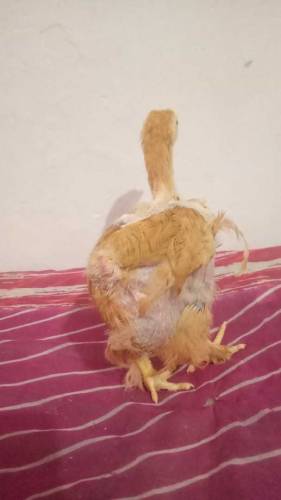 Golden buff chicks