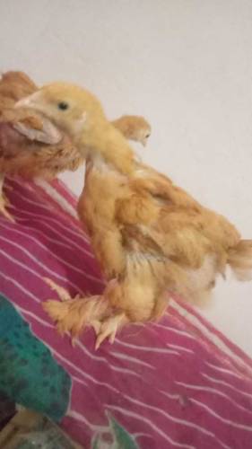 Golden buff chicks