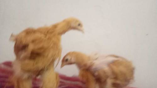 Golden buff chicks