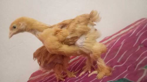 Golden buff chicks
