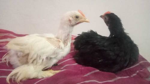bentum chicks