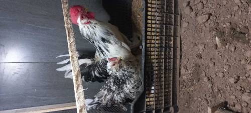 fancy hens 