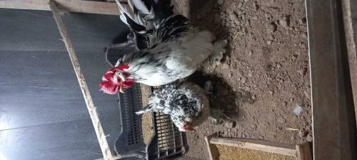 fancy hens 