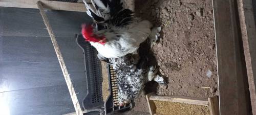 fancy hens 