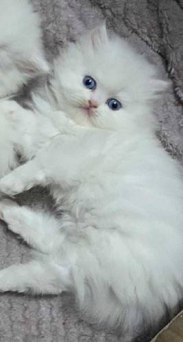 Persian cats for sale