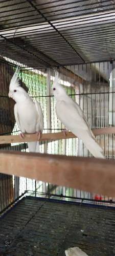 Eno cocktail red eyes pair for sale 