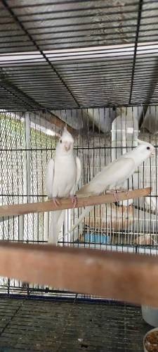 Eno cocktail red eyes pair for sale 