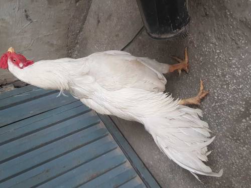 Aseel heera male paper white.