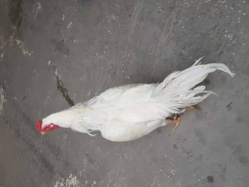 Aseel heera male paper white.
