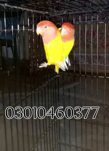 red hood oplin pair for sall with cage with DNA 
