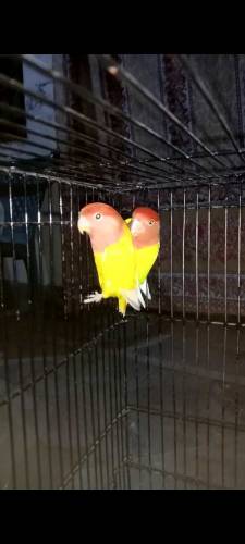 red hood oplin pair for sall with cage with DNA 