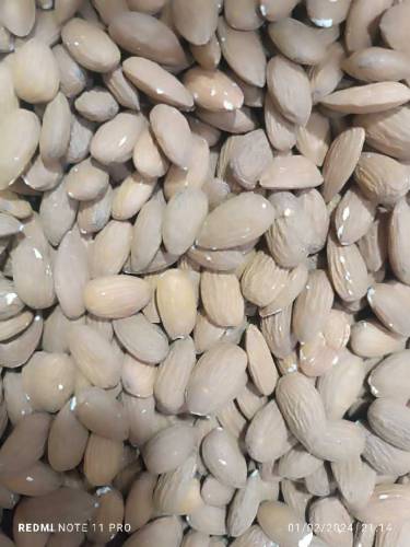 Almond Mouse 