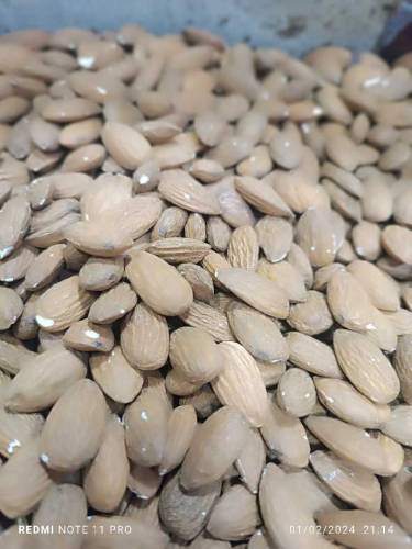Almond Mouse 