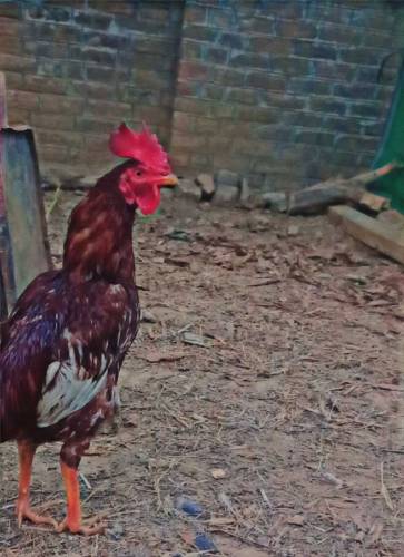 Aseel Murga For Sale On urgent need for Money 1
