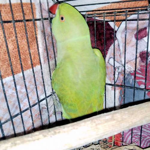 Parrot