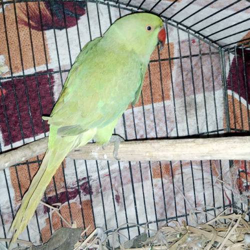 Parrot