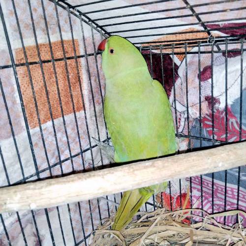 Parrot