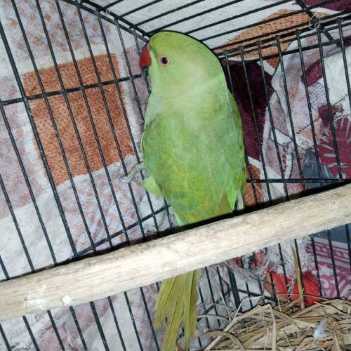 Parrot