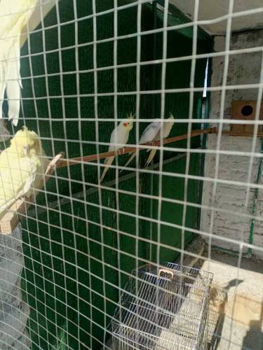 parrots for sale