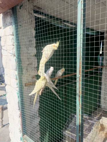 parrots for sale